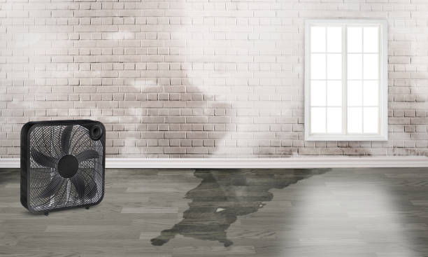 Best Carpet water damage restoration  in Lake Shore, MD