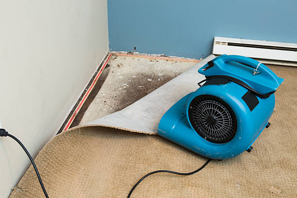Best Local water damage restoration  in Lake Shore, MD